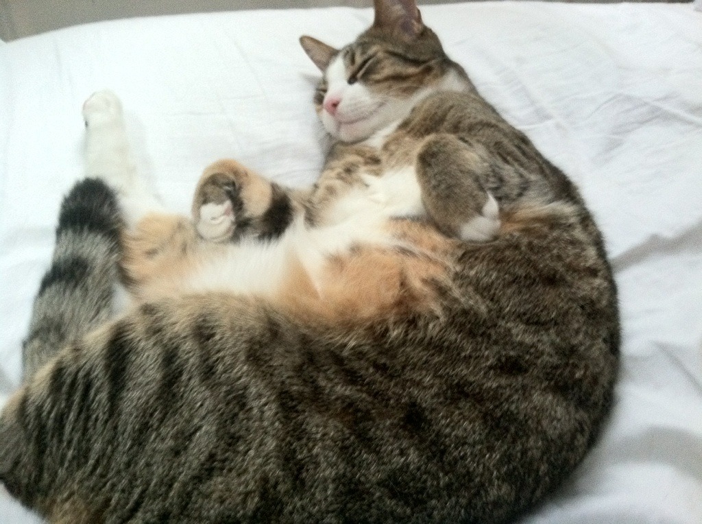 失误频繁:上海队19次失误,失去赢球主动权!,上海队战绩