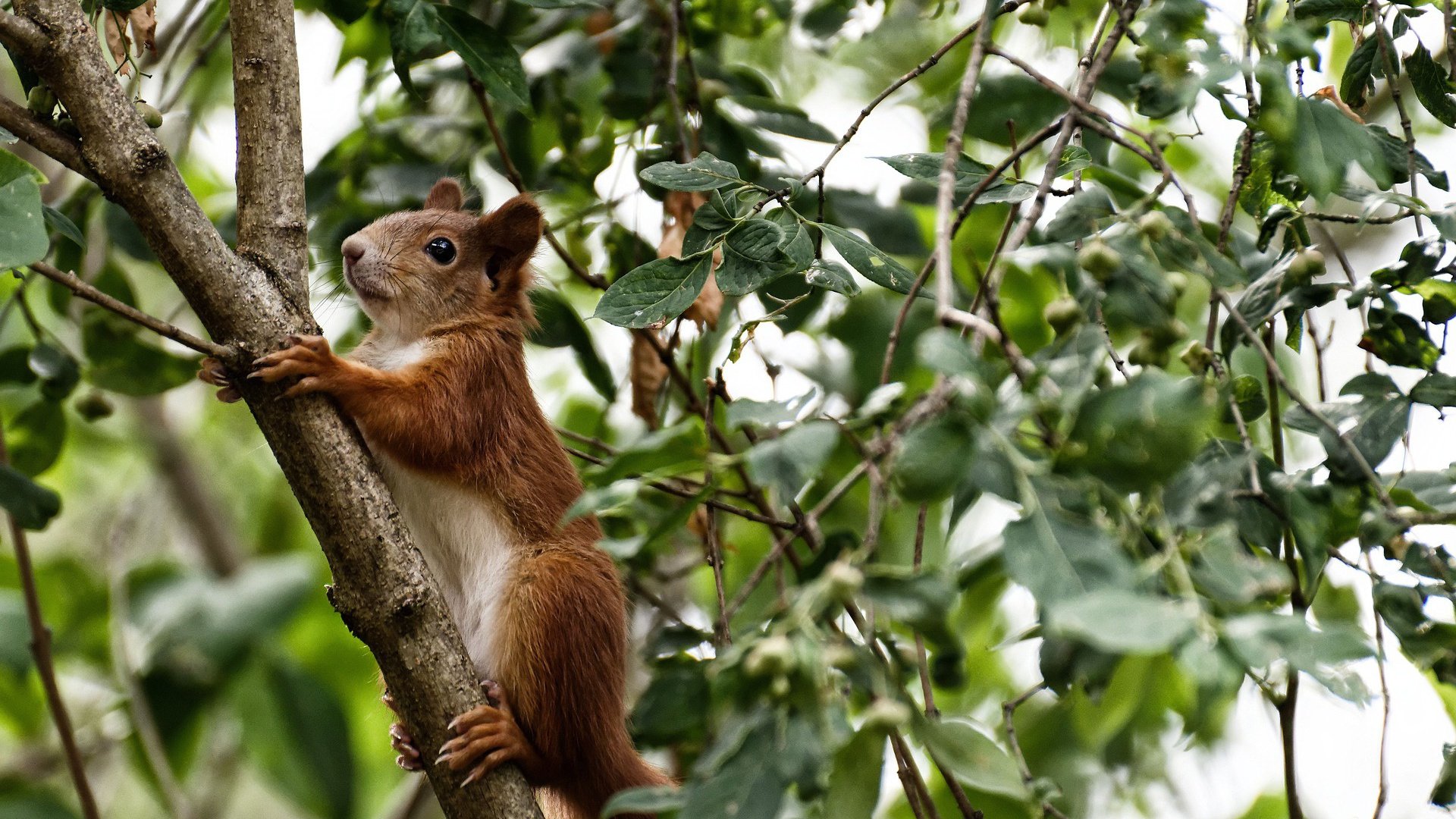 泰国马术协会与美洲马术协会合作，举办国际马术交流活动，促进文化互鉴。