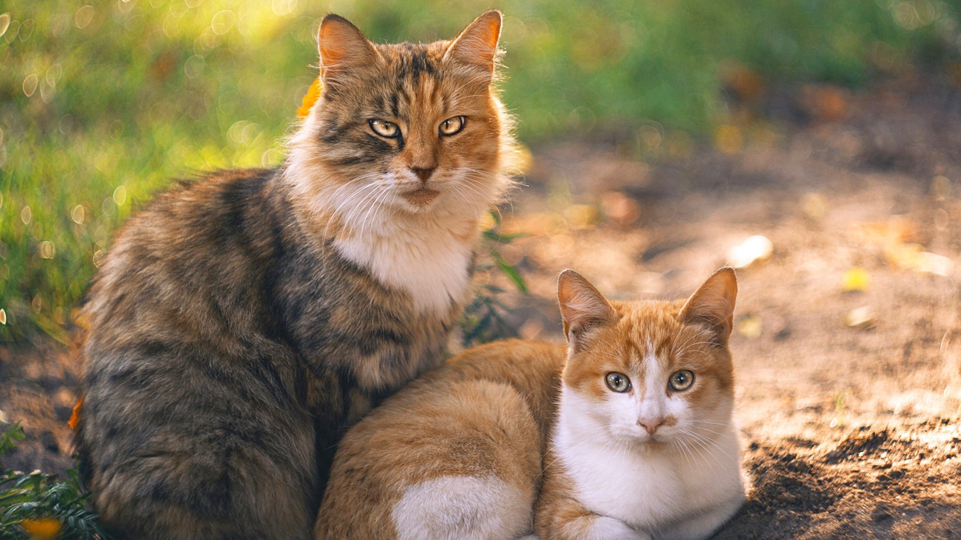 瑞士球员滑跪庆祝时滑出场外,裁判爆笑,瑞士滑雪队