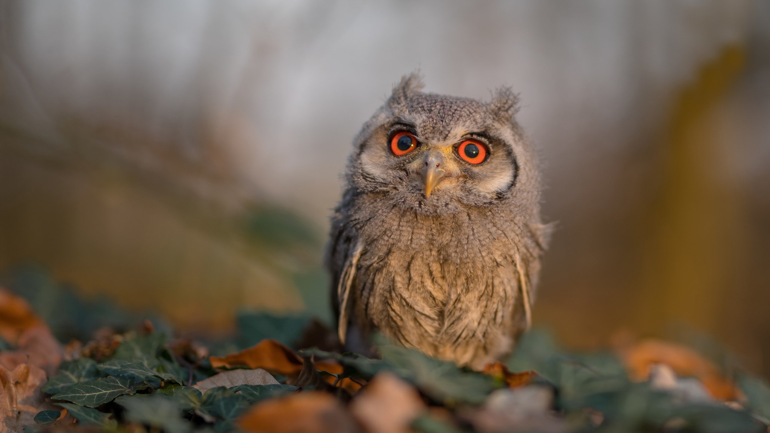 IG战术辅助团队引入AI图像识别作战演练,ig战术分析师