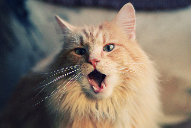 kaiyun网站-国际篮坛传奇球员领袖风范世所公认