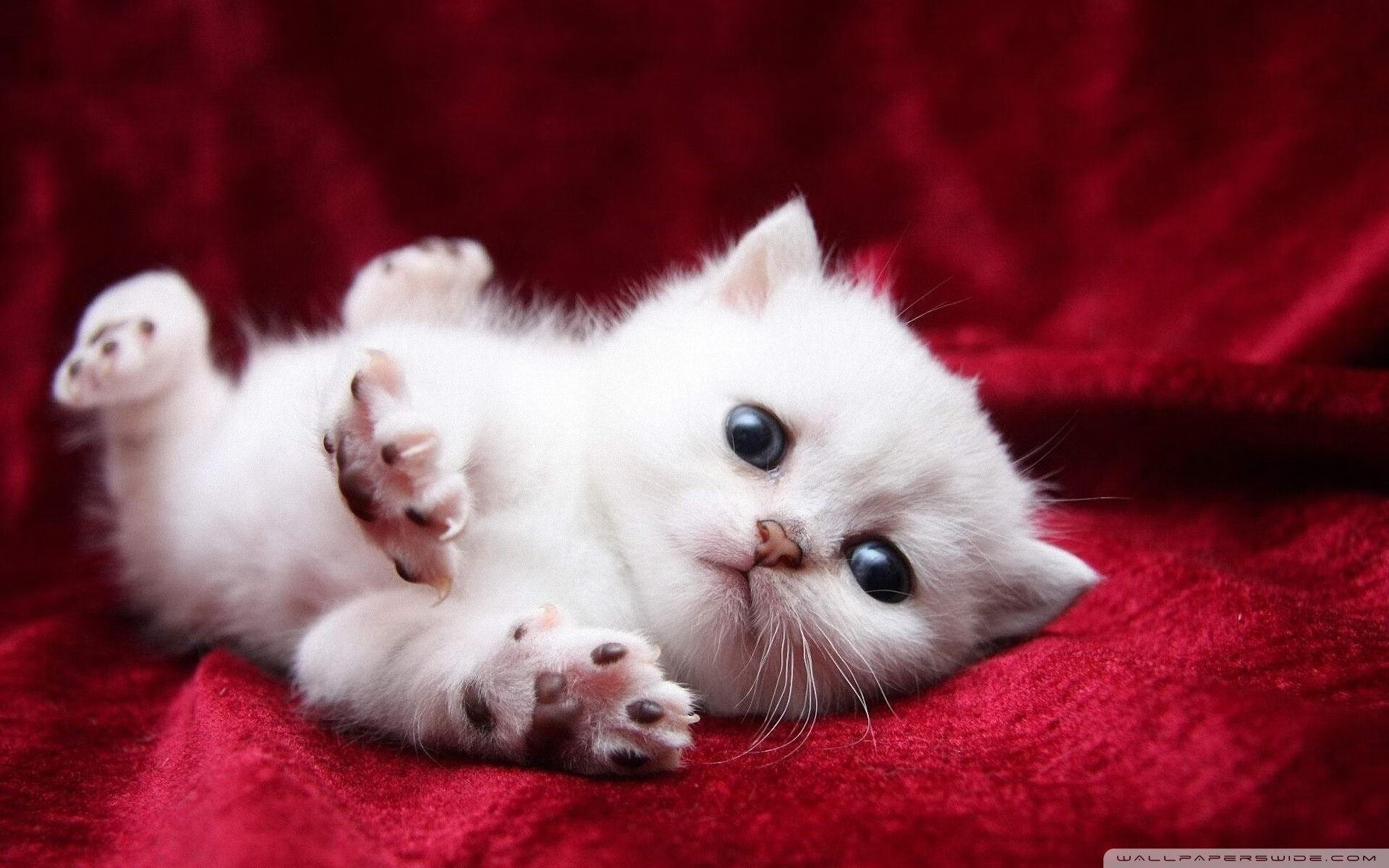 开云kaiyun-巴塞罗那球队精心准备，迎接挑战全力以赴，巴塞罗那全队合影