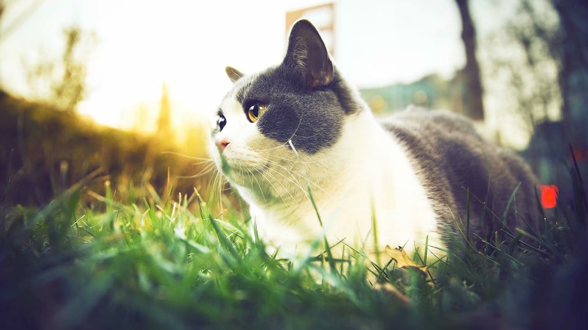 曼联因财务问题面临8000万英镑缺口,曼联公布财报