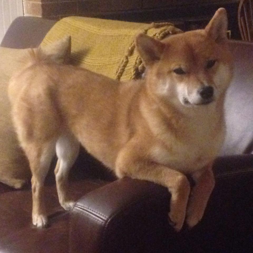 开云网站-维克托·文班亚马成为NBA新一代领军人物，维克托·文邦亚马