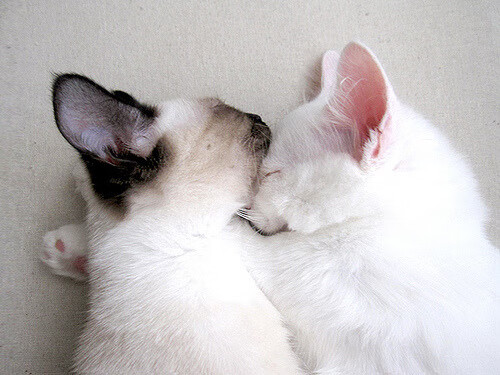 荷兰骑手 Edward Gal 在巴黎奥运会盛装舞步比赛中获得第九名,创造个人最佳成绩。