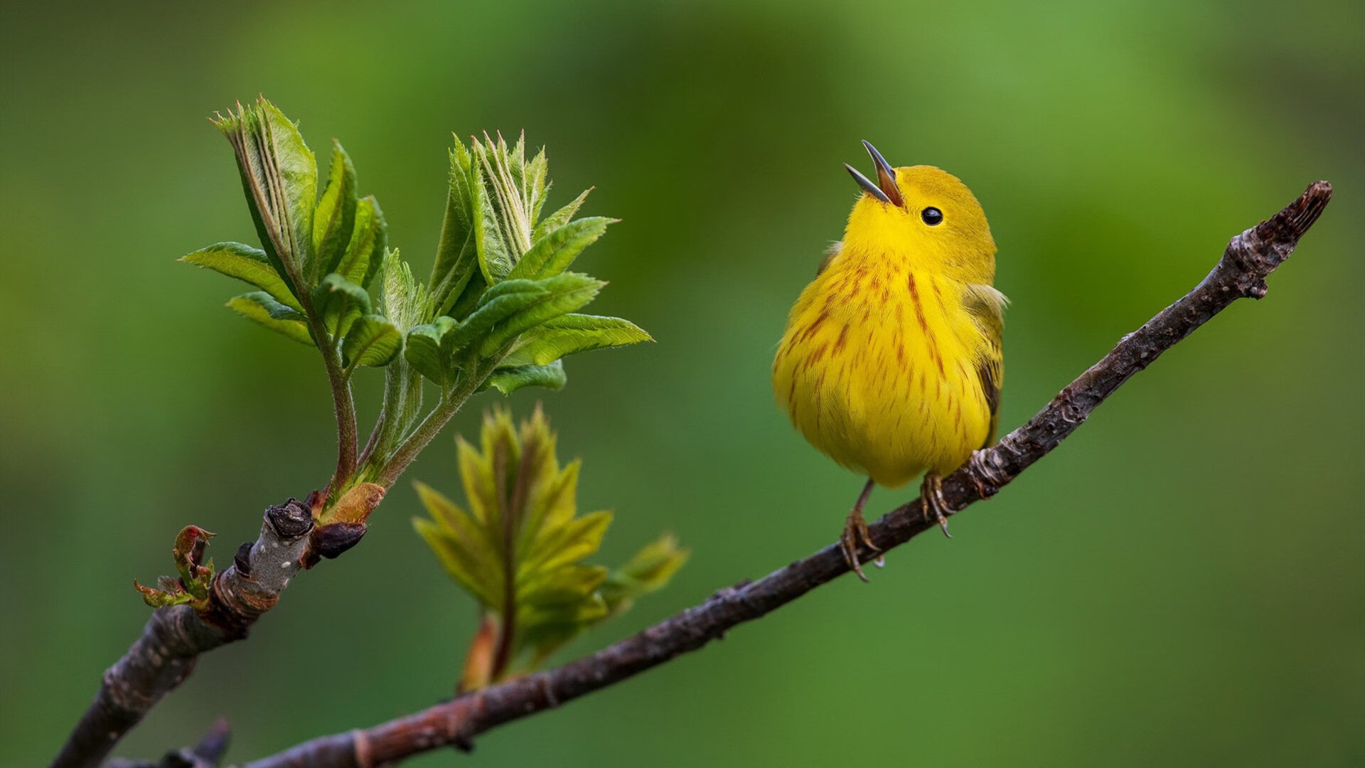 足球数据平台上线，提供全面信息，足球数据app有哪些