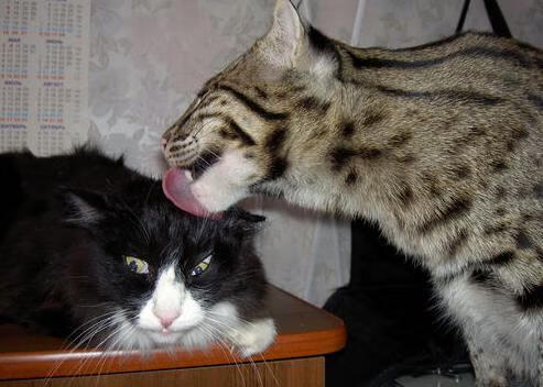 开云官方-NBA球员营养补给个性化设计，球员营养餐