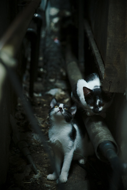 开云体育APP下载-法甲球队采用数据可视化辅助临场战术决策，法甲球队采用数据可视化辅助临场战术决策方法