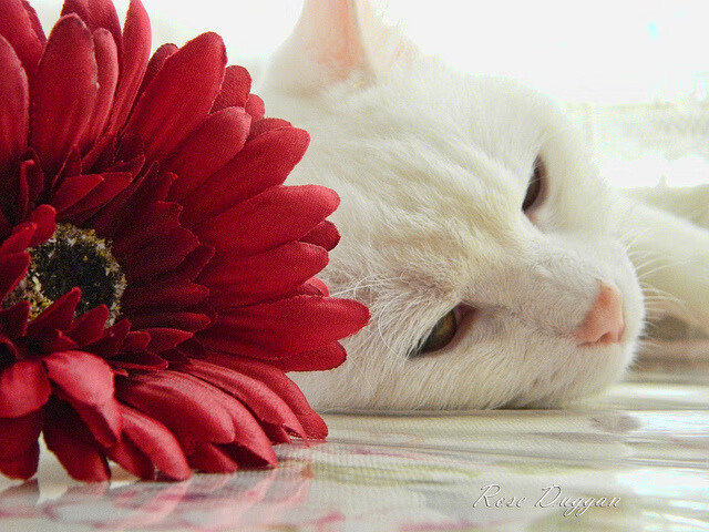 “手球与合球:沙滩赛场双项竞技燃爆天府新区”