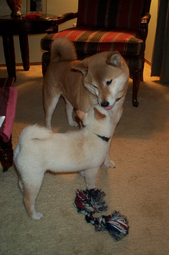 张雨霏水球战术理解力强,张雨霏比赛现场