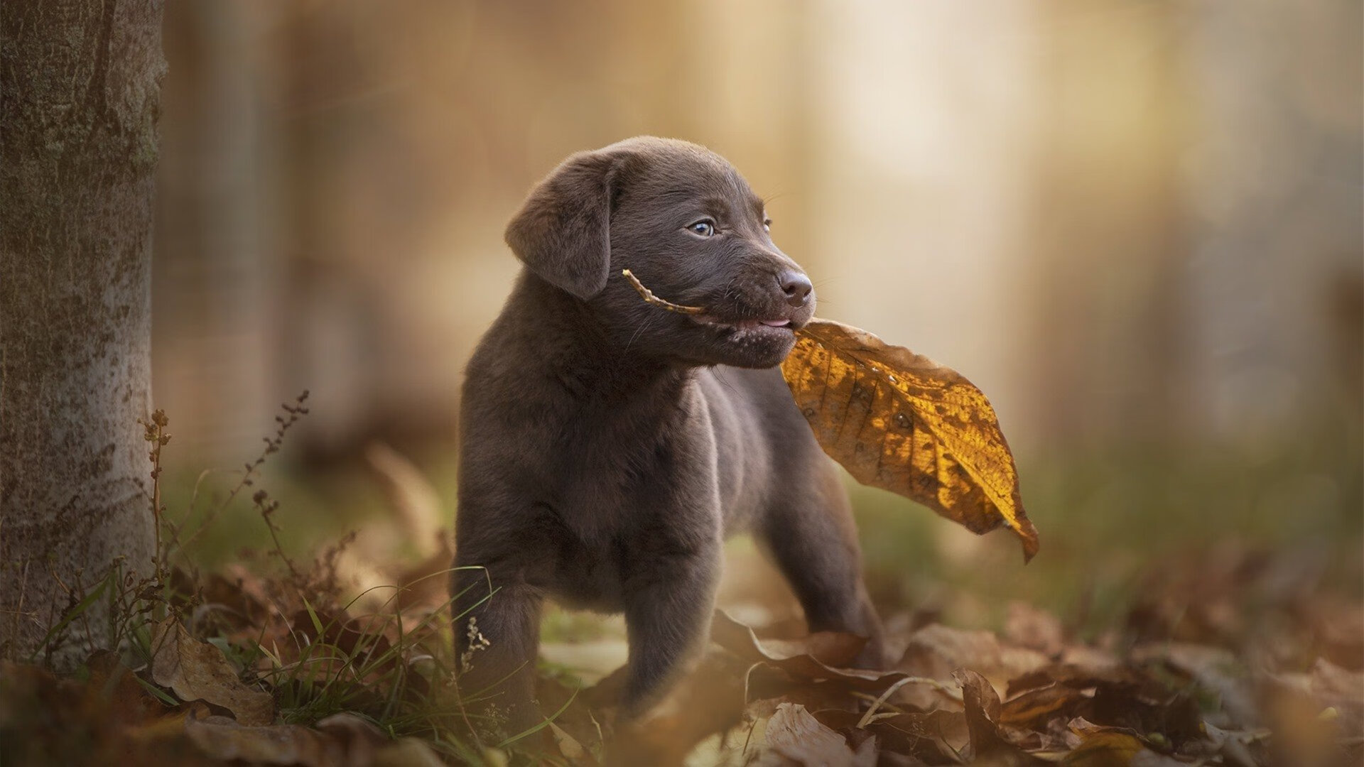 拜仁慕尼黑继续高歌猛进,德甲领跑形势稳定