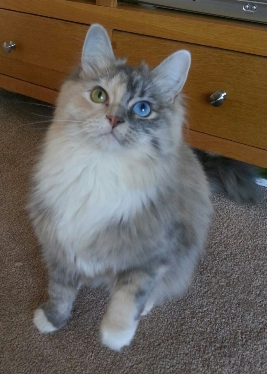 跳水组合默契比利时夺得好成绩,各国跳水对比