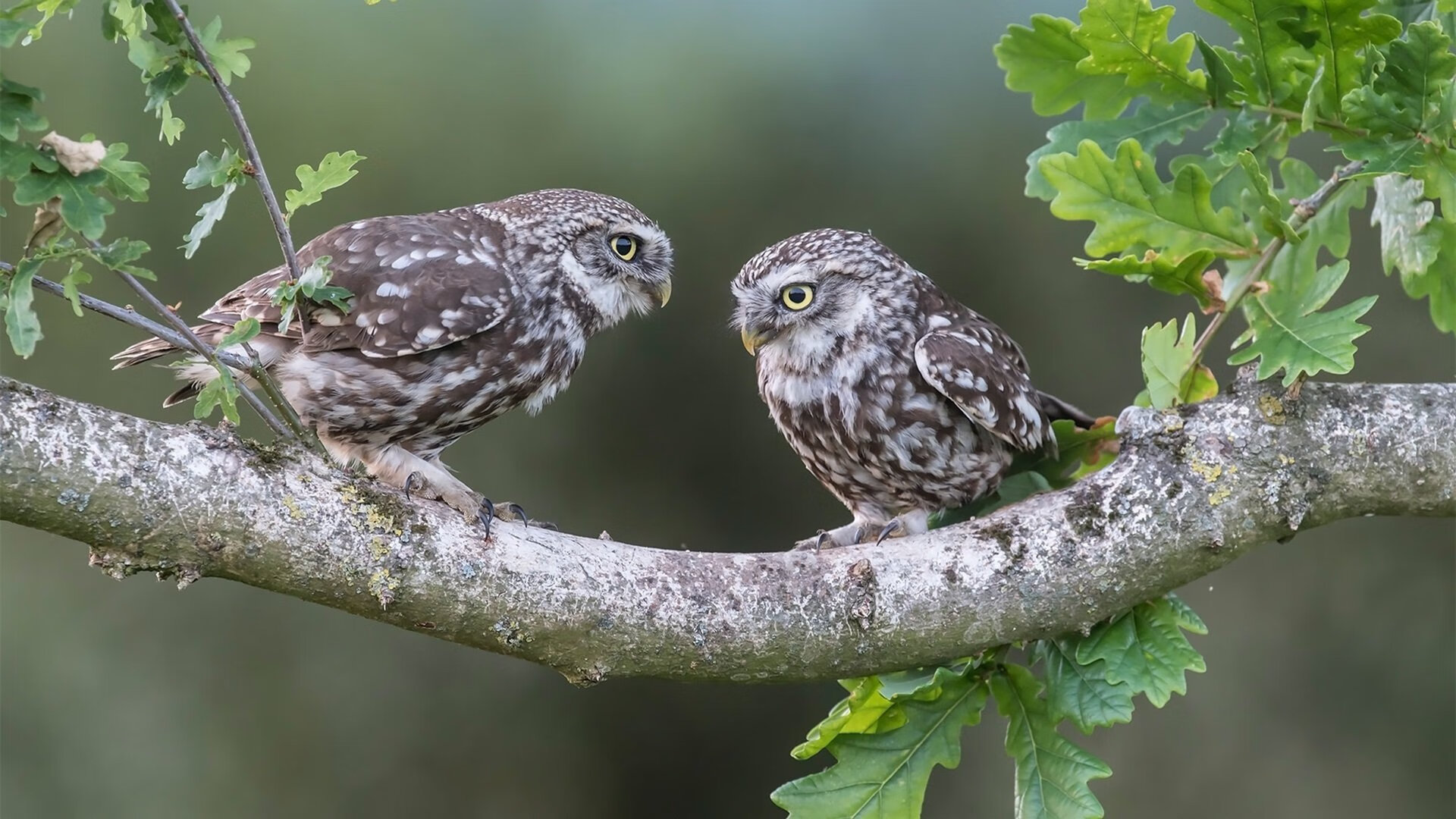黄蜂强调加强运球突破是进攻核心,黄蜂控球后卫